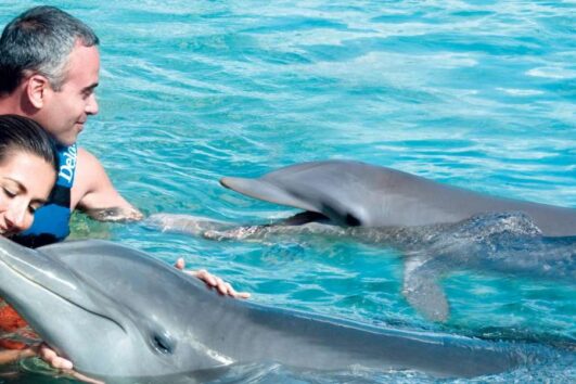 Dolphin Explorer Sea