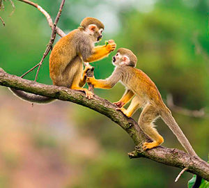 Monkeyland from Punta Cana