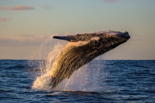 Whale Watching & Bacardi Island Beach